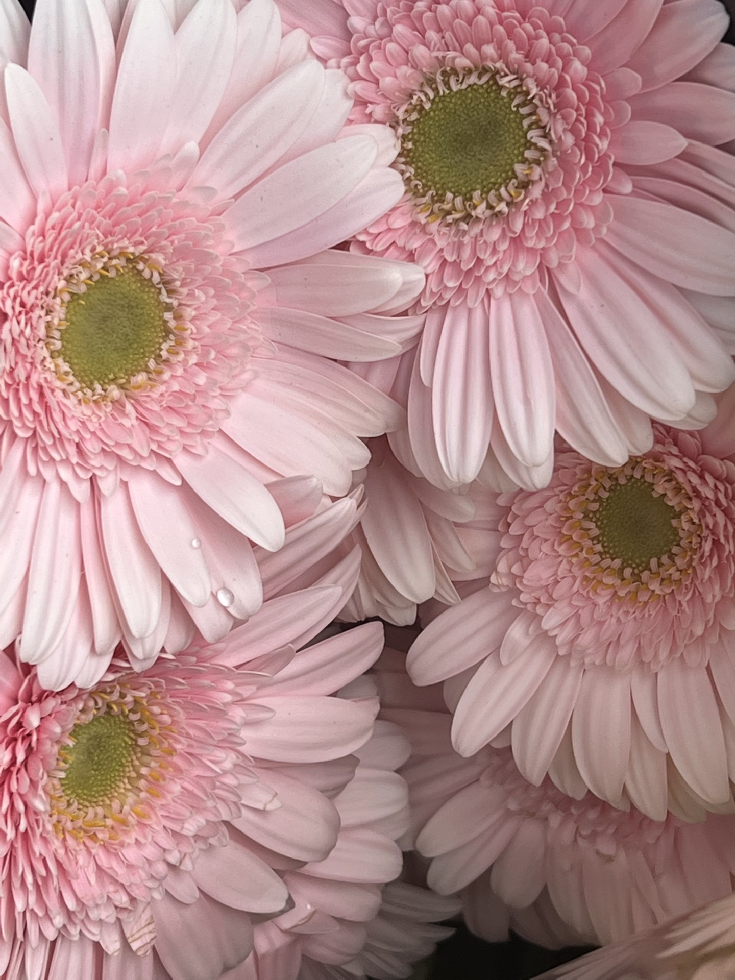 thumbnail_image4 Fabulous Flower Co